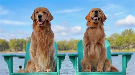 chanel golden retriever|Tucker Budzyn .